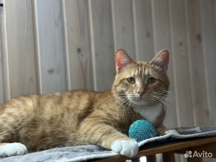 Лева, 1 год, в самые лучшие руки