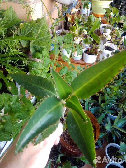 Каланхоэ лечебный, толстянка