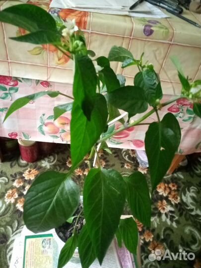 Домашний цветок острый перец с перчиками