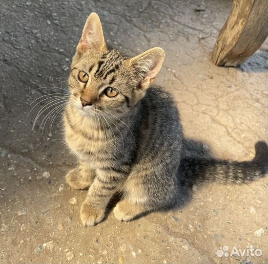 Котенок метис