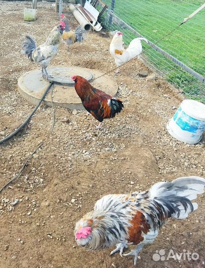 Петухи Амеракуна