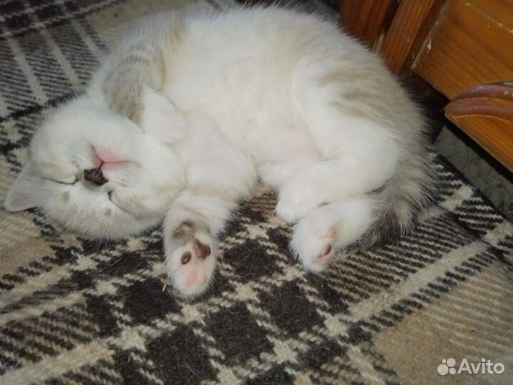 Котенок