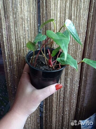 Антуриум красный