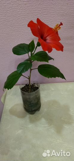 Гибискус, ананас,фикус,адениум и прочие