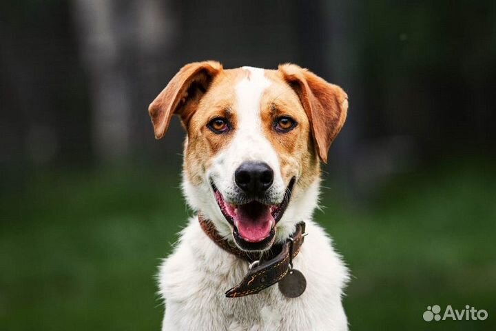 Отличный пес Рей ищет дом