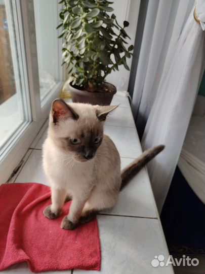 Сиамский котенок мальчик
