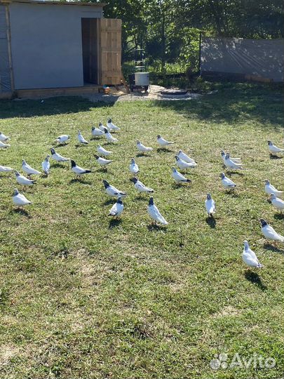 Продажа голубей