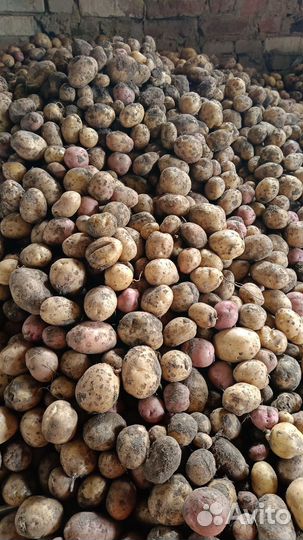 Продам картофель домашний