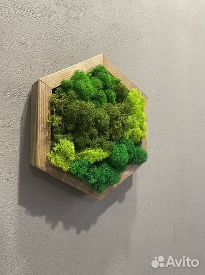 Мох стабилизированный