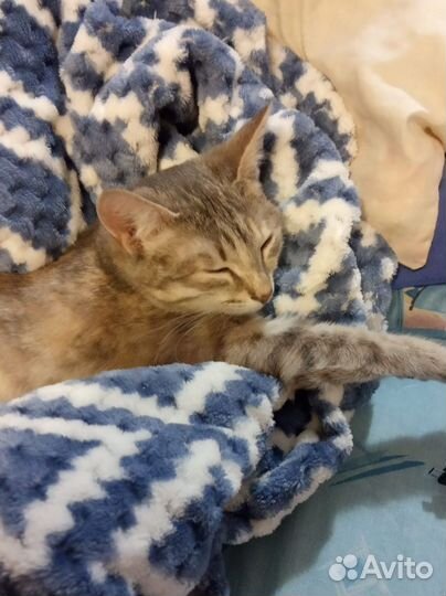 Миленькая кошечка (6 мес, стерилизована)ищет семью