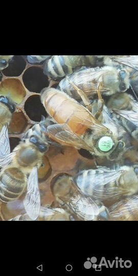 Матки плодные Бакфаст