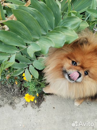 Передержка и дрессировка собак