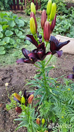 Разные садовые цветы