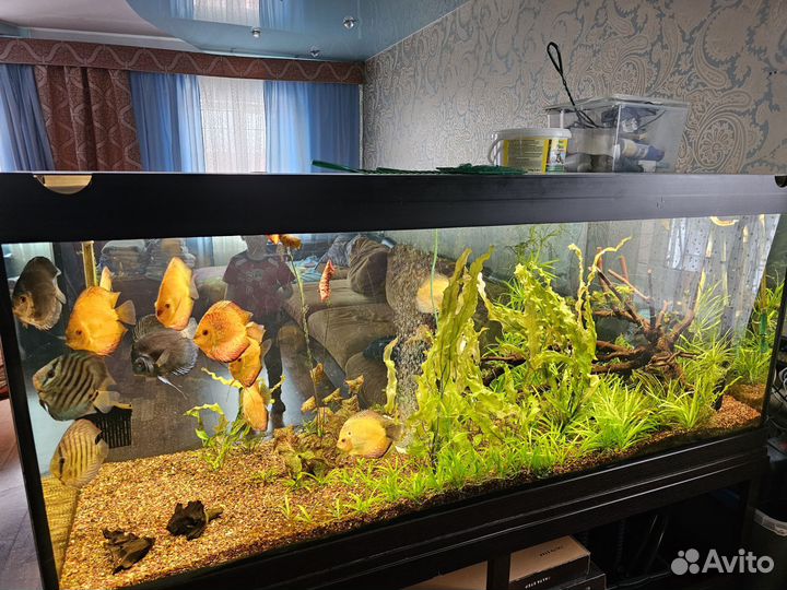 Аквариум с рыбками