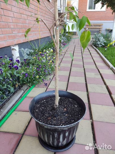 Фикус бенджамина