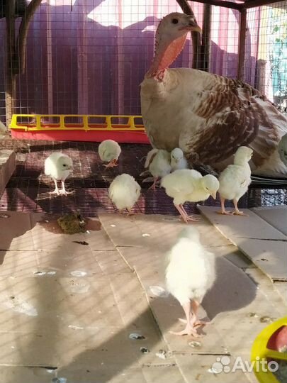 Индюки индюшата