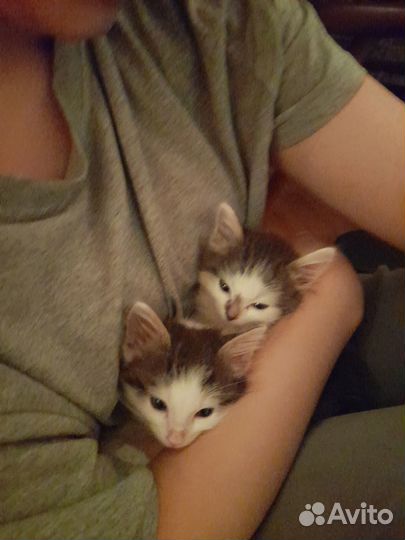 Отдадим в хорошие руки котят