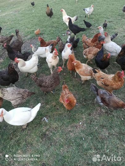 Куры несушки