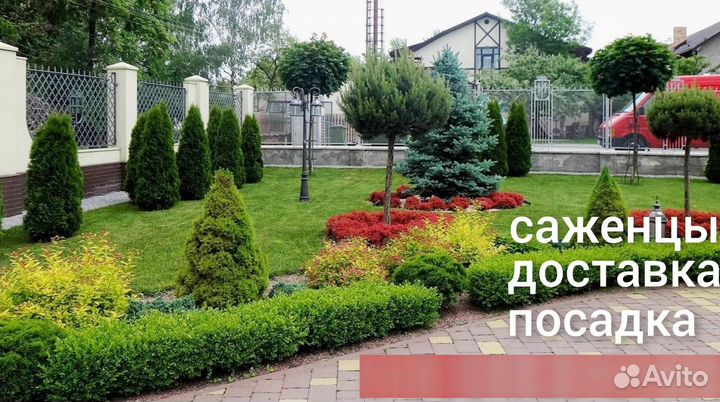 Ель обычная 3м+