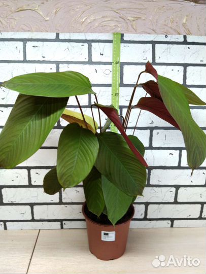 Калатея Чоко