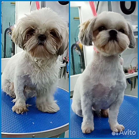 Стрижка собак/Экспресс линька(Красногорск)