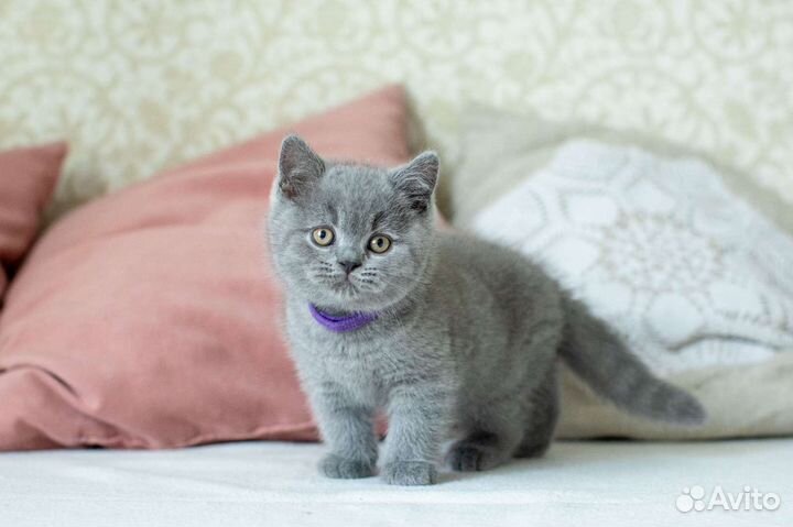 Британские котята