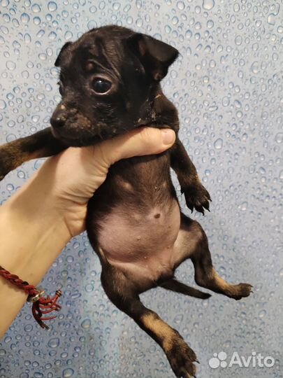 Щенки той-терьера