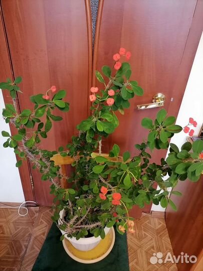 Молочай миля