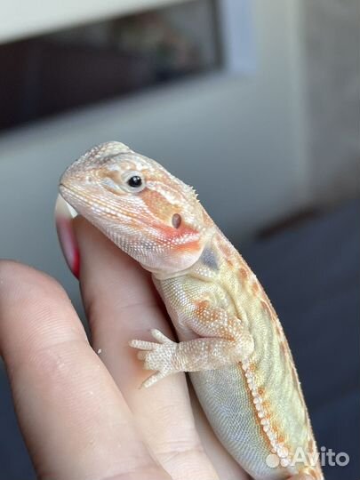 Агама самка