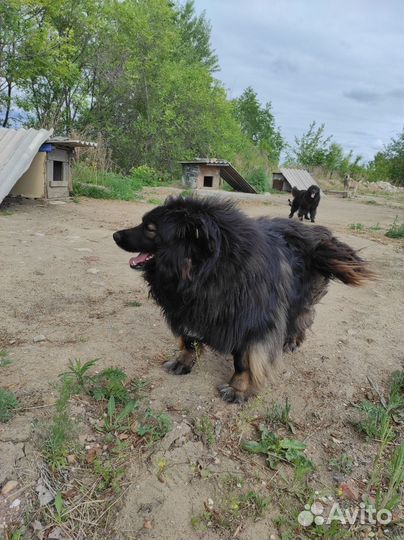 Собаки бесплатно