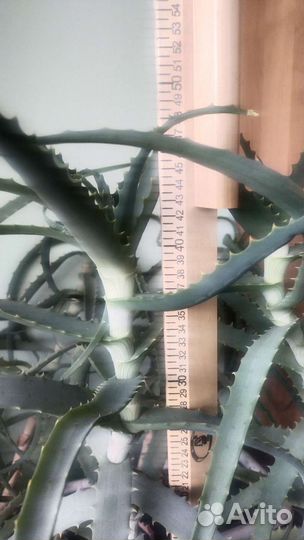 Алоэ столетник лечебный