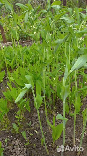 Цветы многолетники