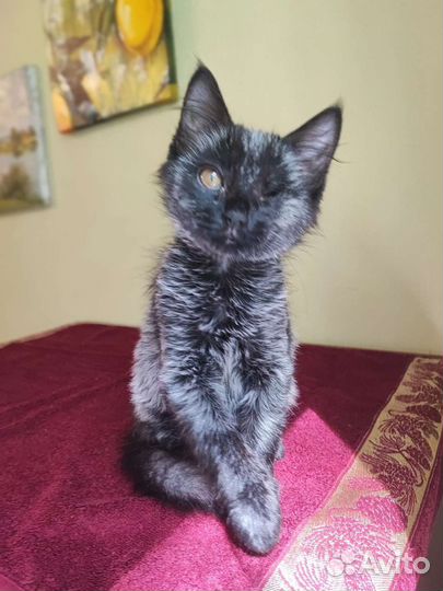 Котенок мальчик в добрые руки