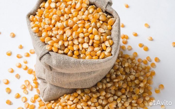 Семена гибрида кукурузы оптом