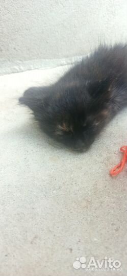 Котята в добрые руки бесплатно