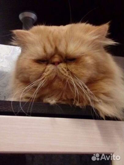 Персидский кот