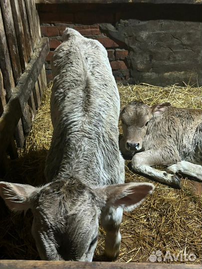 Бычки мясные на откорм