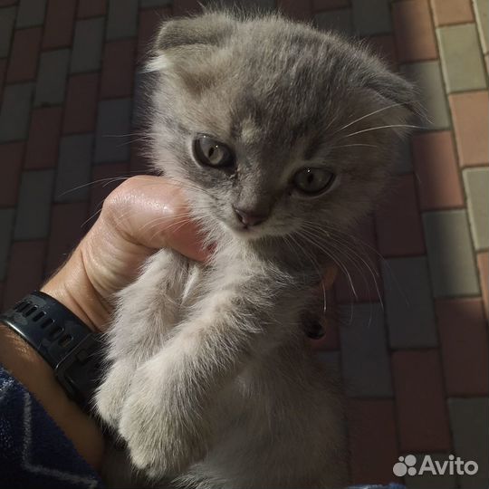Отдам в добрые руки вислоухого котенка