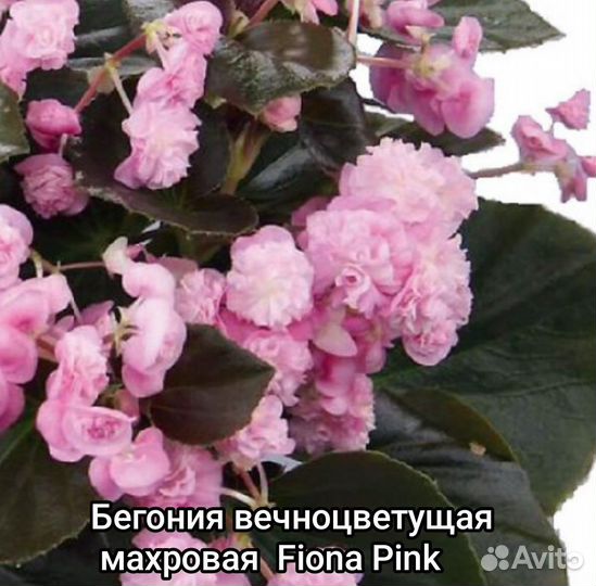 Бегония вечноцветущая