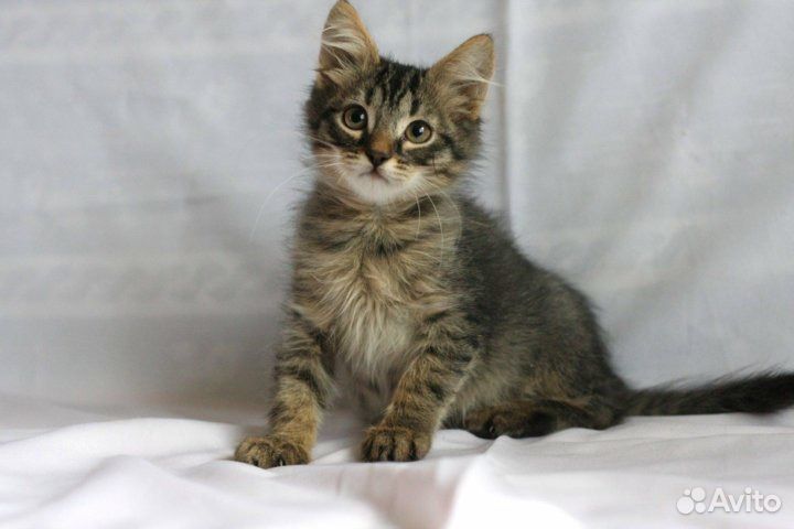 Полосатые котята беспородные. Кошка 2 3 месяца. Сибирский котенок 4 месяца. Сибирский котенок 1. Сибирский котенок 4 месяца.