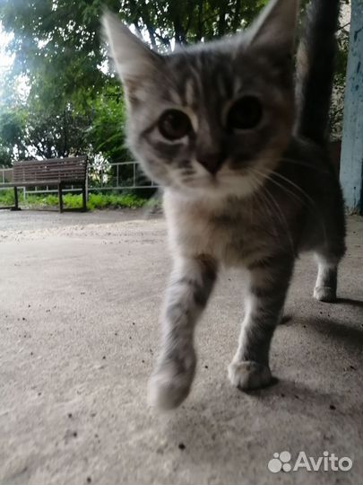 Котёнок в дар