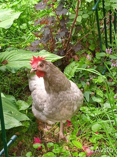 Сильверудд и цветочные куры- инкубационное яйцо