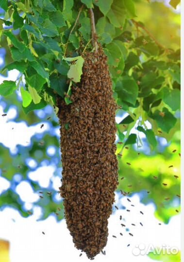 Сниму рой пчел