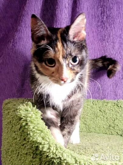 Молодая и ласковая Кошка