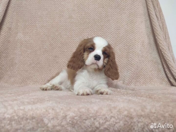 Девочка кавалер Кинг чарльз спаниель