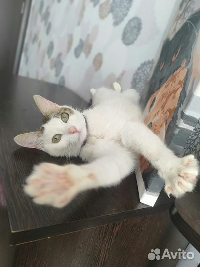 Турецкая ангора