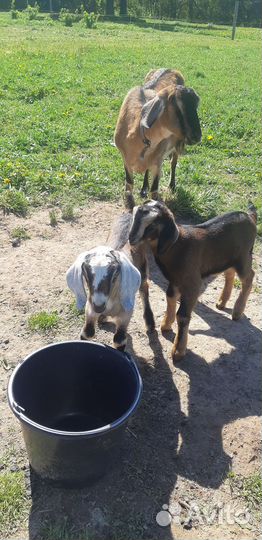 Козлики нубики процентные