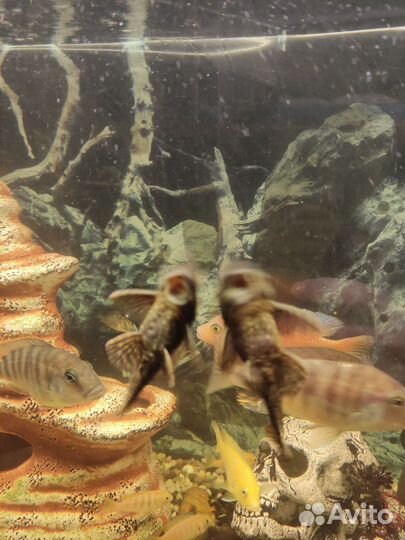 Рыбки цихлиды и гуппи