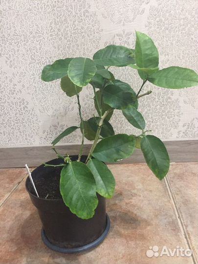 Лимоны, Инжир,Гранат,Трифолиат