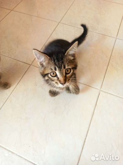 Кошки бесплатно